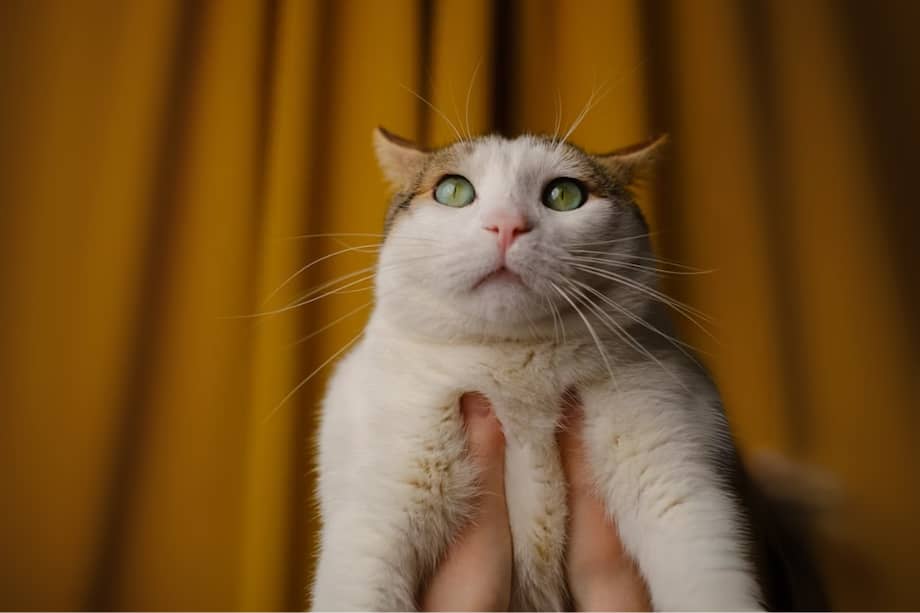 Recuerde que todos los gatos son diferentes y demuestran su amor de diferentes formas.