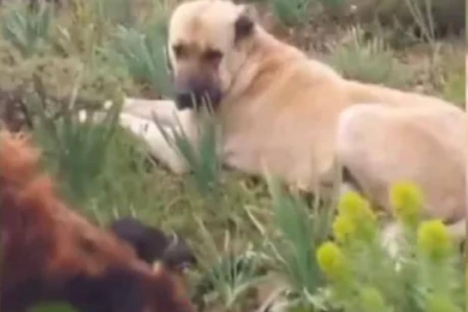 Internautas aplaudieron el comportamiento del animal.