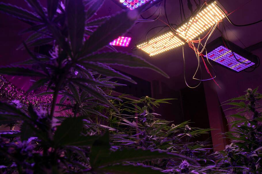 MEX1387. MORELIA (MÉXICO), 20/04/2022.- Fotografía de un invernadero de marihuana, el 19 de abril de 2022, en la ciudad de Morelia, en Michoacán (México). A casi un año del histórico fallo del Supremo mexicano que levantó la prohibición del consumo lúdico de la marihuana, el cannabis recreativo continúa en un confuso limbo porque no se han otorgado permisos de autoconsumo ni el Congreso ha legislado en la materia. EFE/ Iván Villanueva