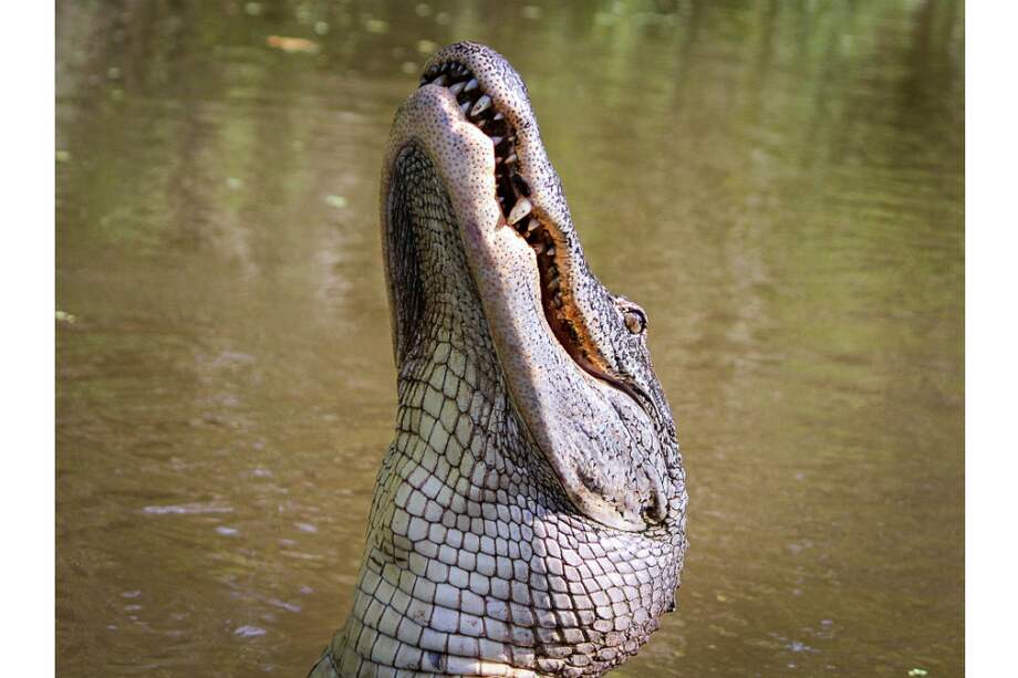 Imagen de referencia - Pixabay