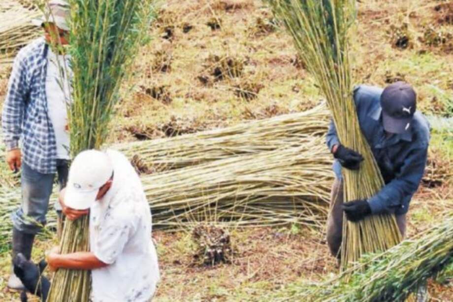Los empresarios intervinieron ante la Corte Constitucional en defensa de las Zidres. / Foto: Archivo.