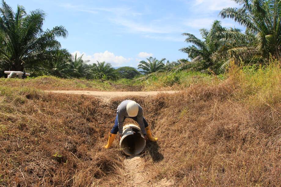 Palmeros colombianos toman medidas por el impacto del fenómeno del niño en palma de aceite.