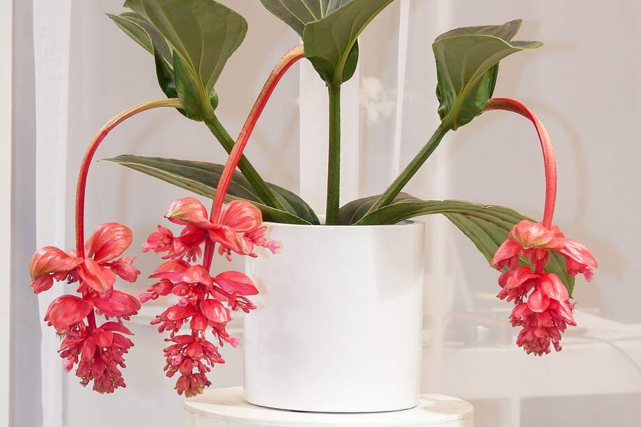 La Medinilla magnifica requiere una serie de cuidados específicos para florecer abundantemente.