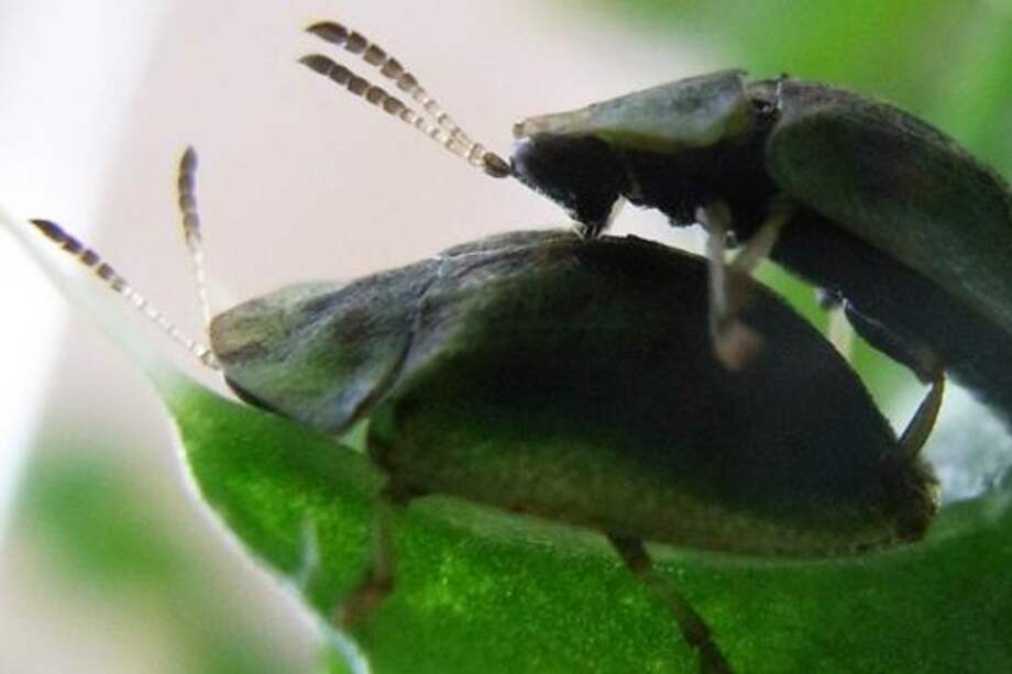 Dos escarabajos tortuga Cassida eglanteria durante el apareamiento / Yoko Matsumura