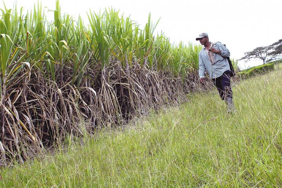 En las cuentas de la SAC aparecen 22 millones de hectáreas aptas para desarrollos agrarios, pero sólo se usan cinco. / Archivo