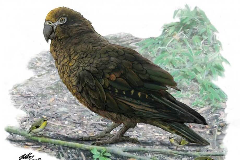 Ilustración del loro que encontraron los científicos en Nueva Zelanda. / Agencia Sinc - BRIAN CHOO