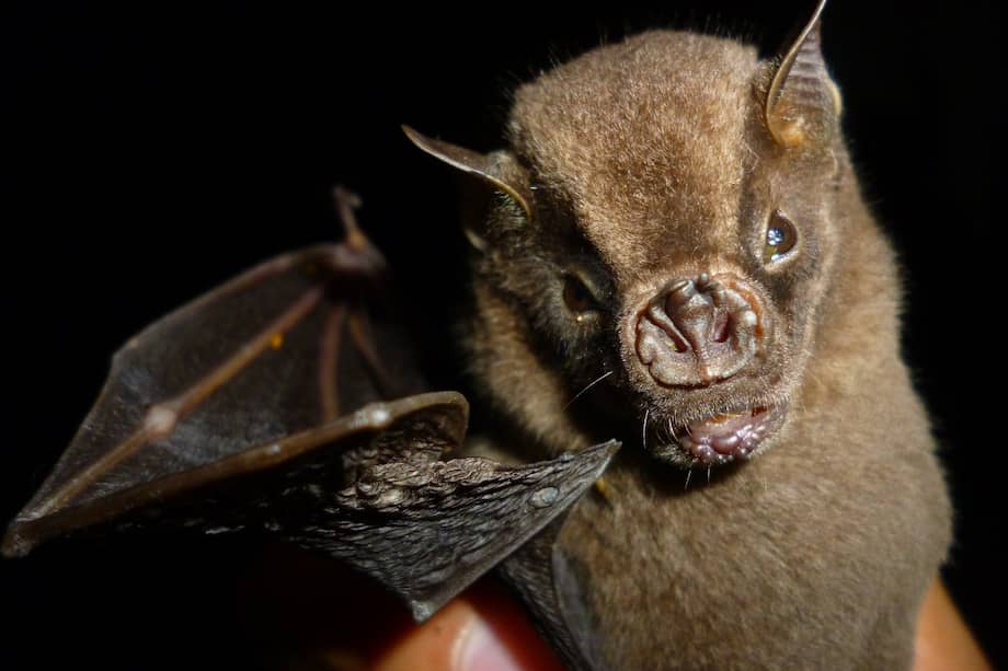 En Colombia hay 222 especies de murciélagos.