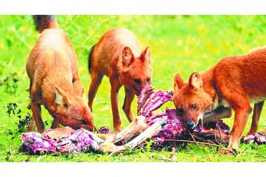 Perros ferales en la India cazando a un venado. / Flickr