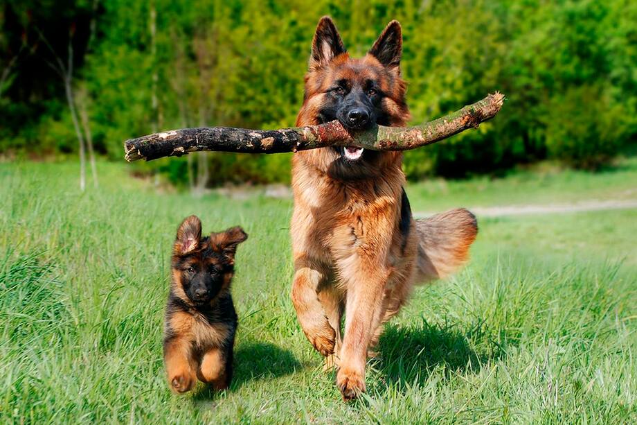 Nombres para perro: ¿cómo escoger el más adecuado?