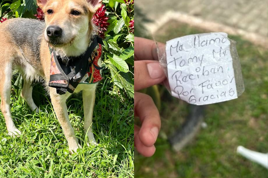 Tomy tiene cerca de 2 años, está esterilizado y se encuentra en condiciones estables.