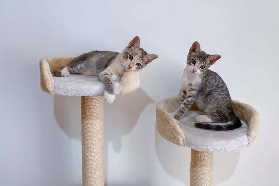 Los rascadores para gatos pueden estar incluidos en gimnasios para gato que motivan a su mascota a tener una vida más activa y placentera.