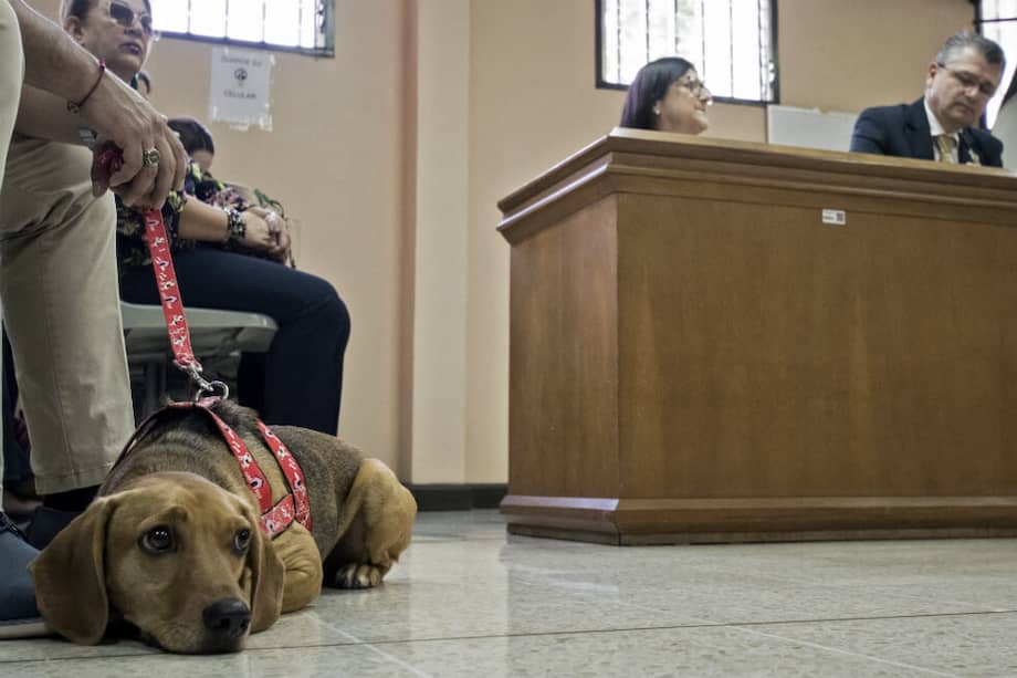 En noviembre de 2017, el perrito aún no se llamaba Campeón. Tenía solo seis meses de edad y contestaba al nombre de Tyson cuando fue atado con una cuerda que se hundió profundamente en la carne de su cuello. / AFP