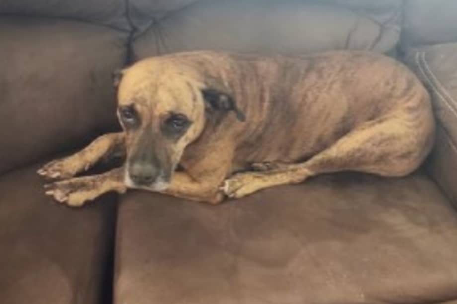 La conexión entre Coco y Cookie se fortaleció una noche cuando la perra, asustada pero esperanzada, lloró pidiendo atención mientras Coco dejaba salir a otro perro rescatado.