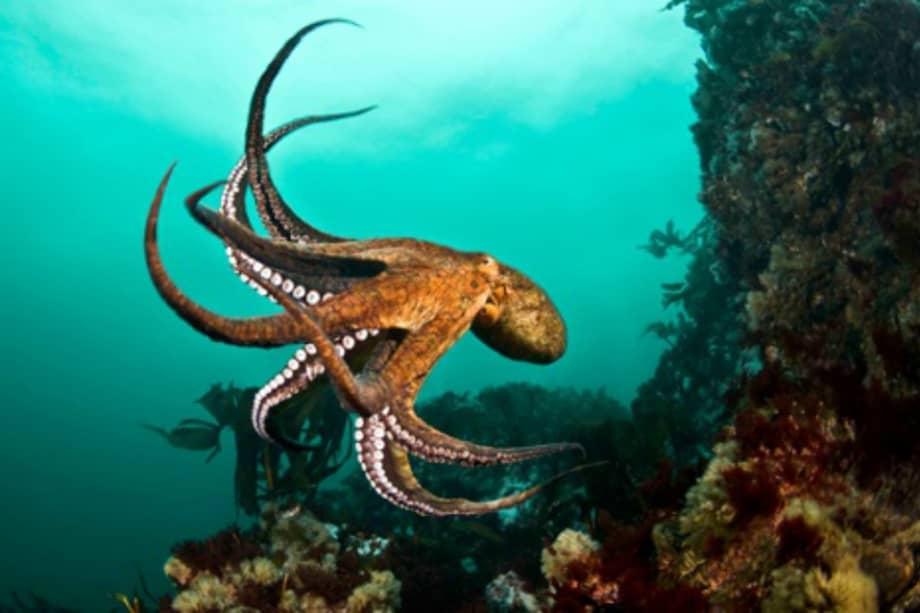 Archivo EFE / Archivo EFE