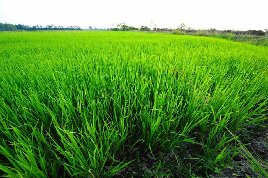 Los arroceros denuncian que los industriales les pagan el producto a su antojo. / Archivo - El Espectador