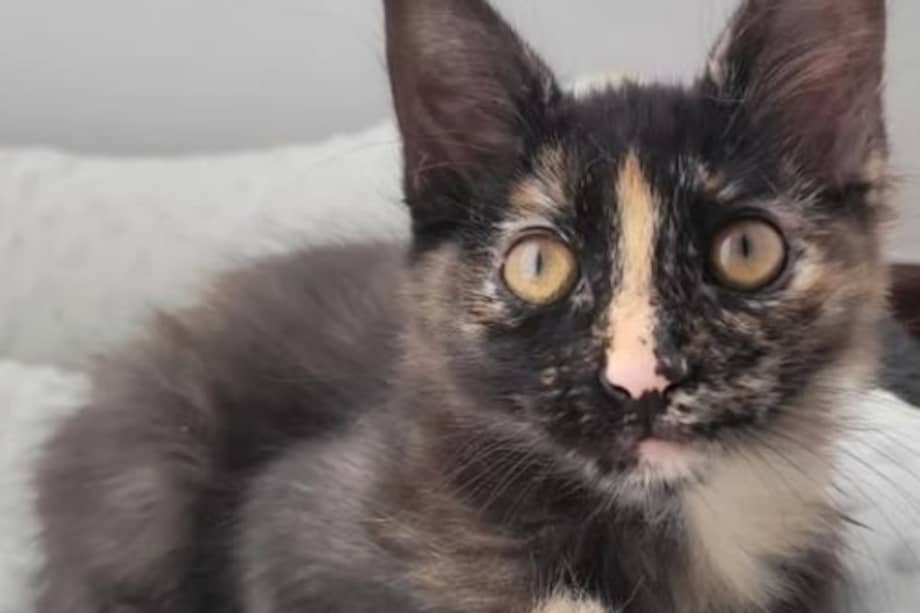 Agatha es una gata joven, dulce y sociable que busca un hogar.