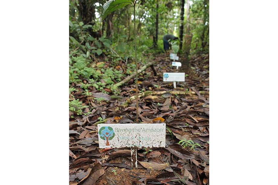 Los árboles del proyecto Saving the Amazon son sembrados por indígenas Wananos y Cubeos, en el Vaupés. / María Mónica Monsalve S