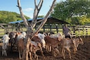 En Montes de María las ovejas se convirtieron en aliadas para consolidar la paz
