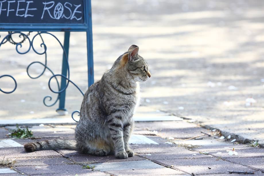 El suceso desencadenó una nueva ola de preocupación en redes sociales sobre los derechos de los animales y la seguridad alimentaria en China. /IMAGEN DE REFERENCIA.