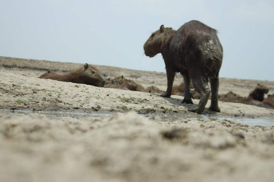 Según cálculos de las autoridades, este verano causó la muerte de 6.000 chigüiros aproximadamante. / Fotos: Sergio Silva Numa