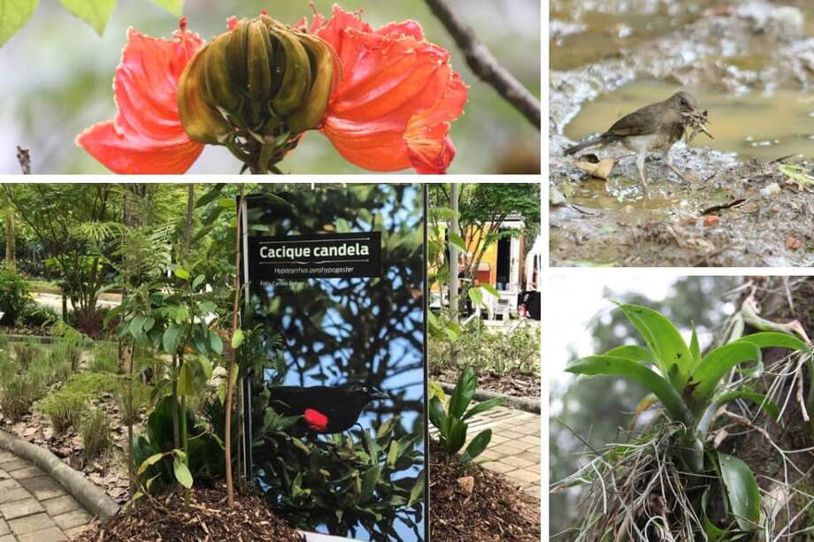 Humedal El Trianón-Heliodora está compuesto por 23.31 hectáreas. Un total de 80 especies de fauna y aves, y más de 116 especies de flora habitan este ecosistema. / Tomado de Twitter Alcaldía Envigado