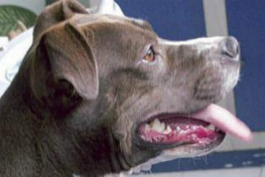 Perro pitbull atacó a un menor de edad