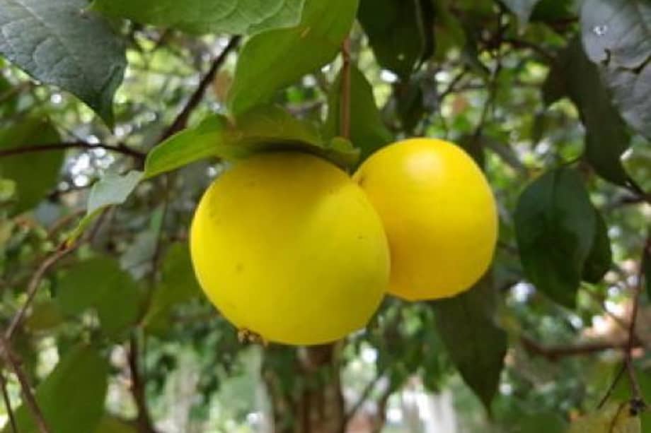 Imagen de referencia del áraza.