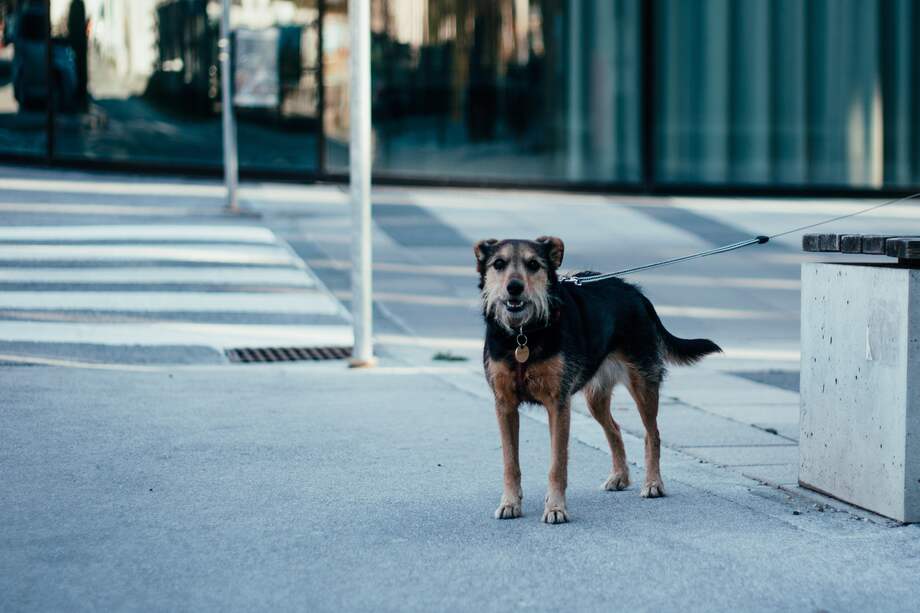 Aún no está claro si las personas lavarían con agua o desinfectante el orín de su peludo.