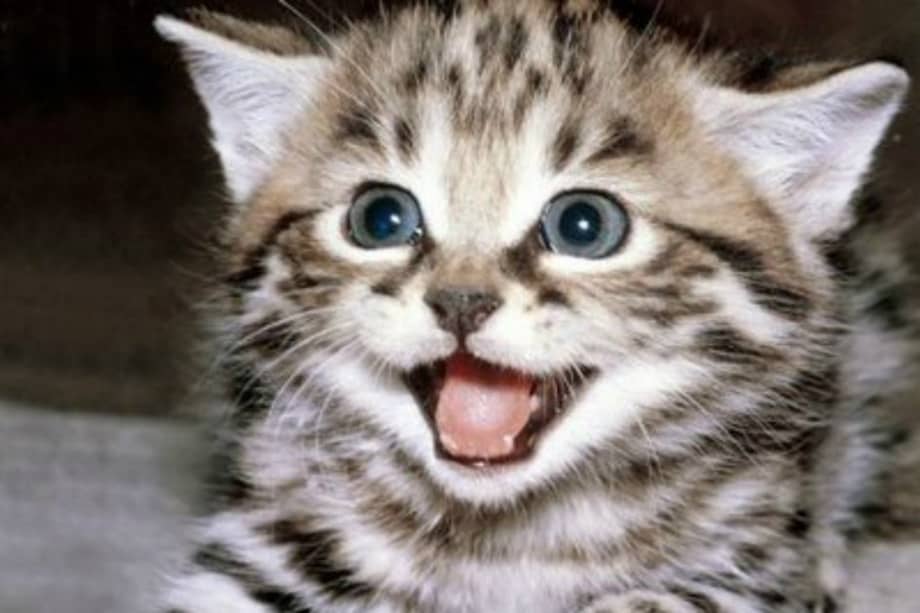 Los gatos podrían tener la clave para curar el cáncer