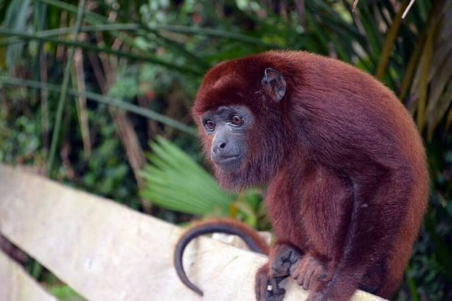 Bebé o King Kong fue rescatado en 2008 en La Guajira. Foto: Tomada de la Agencia de Noticias de la Universidad Nacional.
