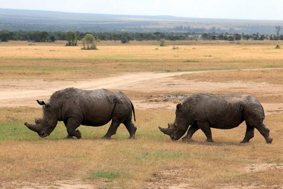 Los cuernos de rinoceronte son más caros que el oro y la cocaína. Un kilo se vende por hasta por $56.000 euros, lo que equivale a $177 millones de pesos colombianos. / Archivo
