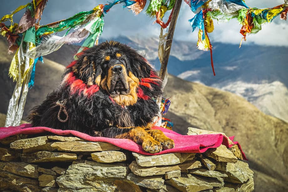 Los mastín tibetano son una raza de perro muy codiciados.
