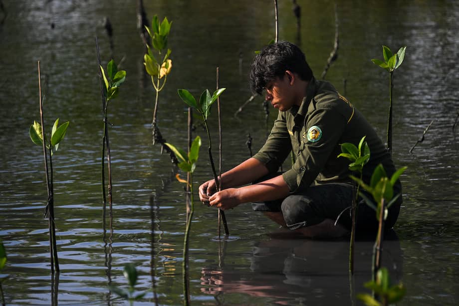 Un estudiante universitario participa en una actividad de plantación de manglares con motivo del Día de la Tierra en Banda Aceh, Indonesia.