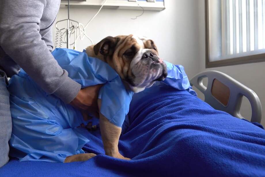 “Huellitas al final de la vida” nació a raíz de un pedido que conmovió al equipo médico: una paciente en etapa terminal, que vivía sola, pidió ver a su mascota por última vez.