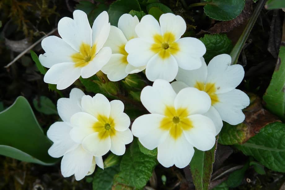 Son plantas resistentes, pero necesitan estar en sombra indirecta