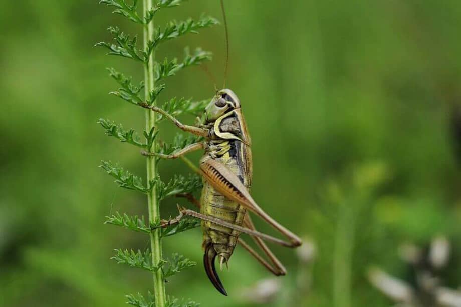 Los grillos tendrían menos grasa total y más sodio que el pollo, la carne y la res. / Pixabay