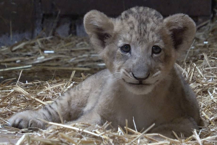 Simba, el cachorro león, nació en octubre y está bajo el cuidado de integrantes de Wildlife Reserves Singapur.