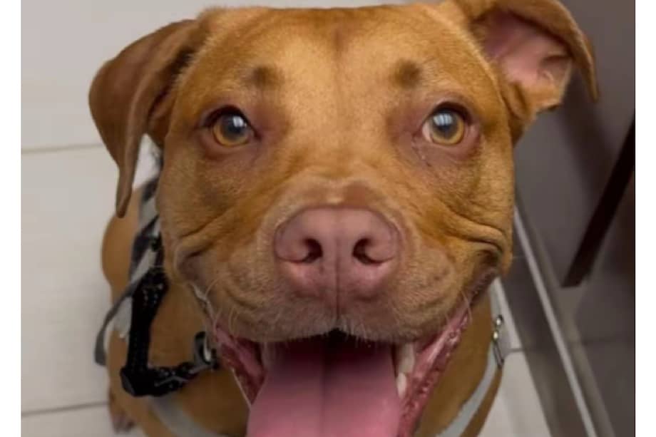 Hoy, Chloe tiene tres años, está completamente entrenada y cumple funciones como perro de servicio.