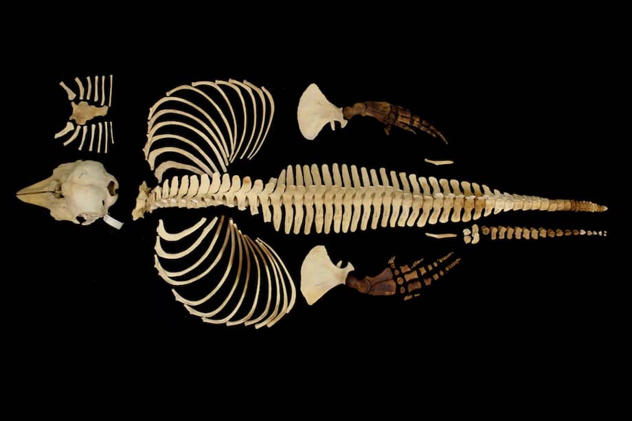 Este es el esqueleto completo de la vaquita marina, que fue recolectado en 1966.