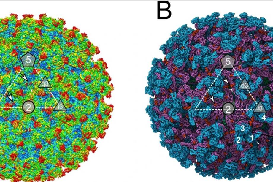 Imagen de la estructura del virus.