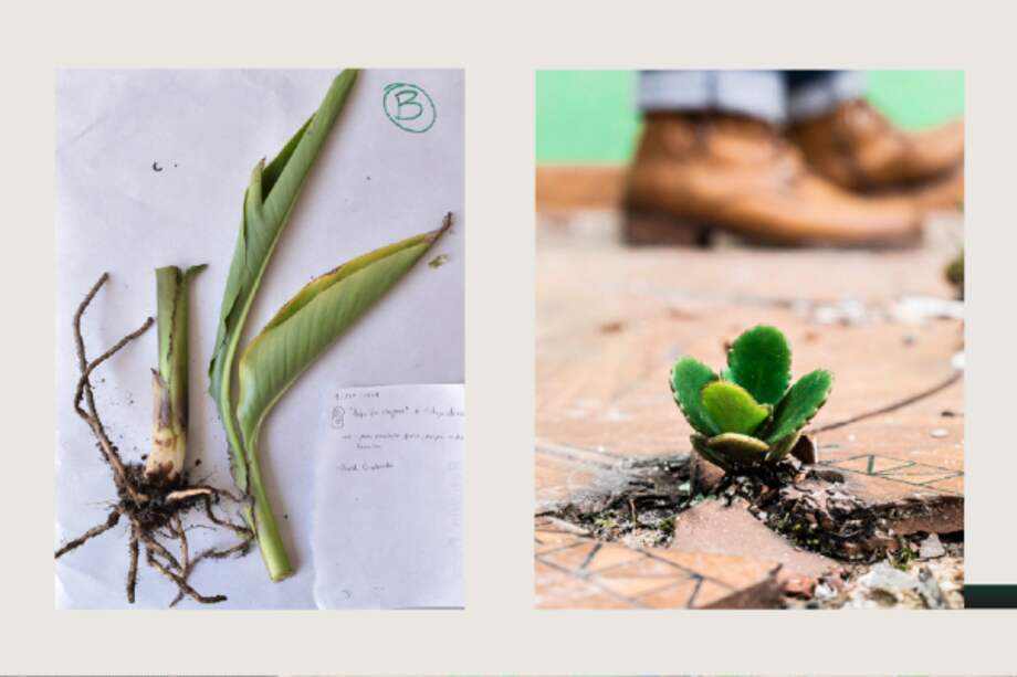 Imagen de algunas de las plantas ruderales que crecieron entre las ruinas del antiguo Bronx.