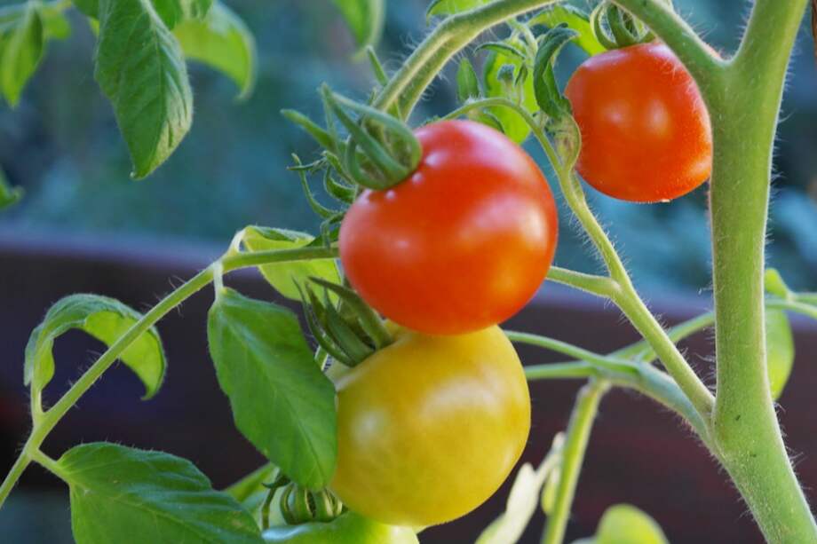 Invernaderos cada vez más tecnológicos logran que tomates o fresas maduren a mayor velocidad. / Pixabay