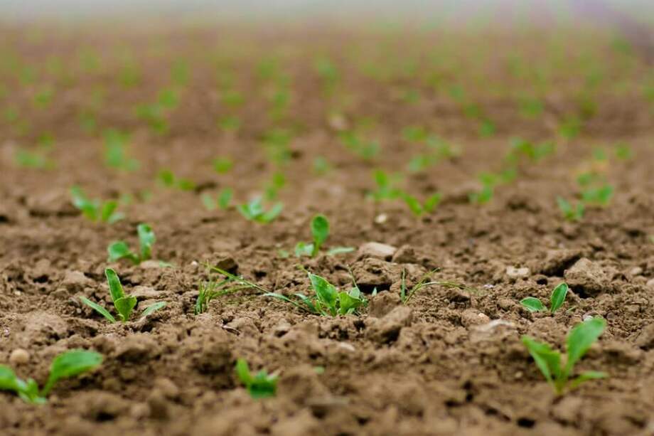 Según René Castro Salazar, subdirector general de la FAO, la estrategia estabilizará los cambios atmosféricos, la lucha contra el cambio climático, durante 15-20 años. / Pxhere