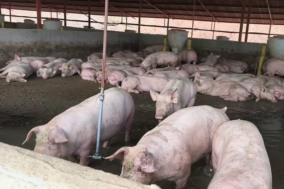 A esta decisión se sumó la suspensión de otras actividades que venían realizándose en la ronda hídrica de una fuente cercana al criadero de porcinos.