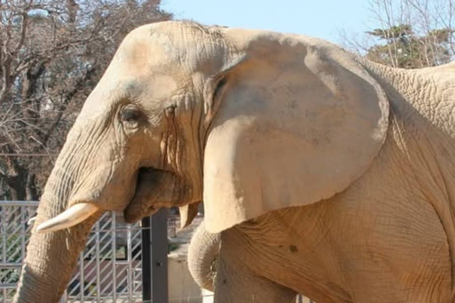 Susi llegó al zoológico de Barcelona en 2002, su segundo centro de refugio tras haber sido utilizada en un circo.