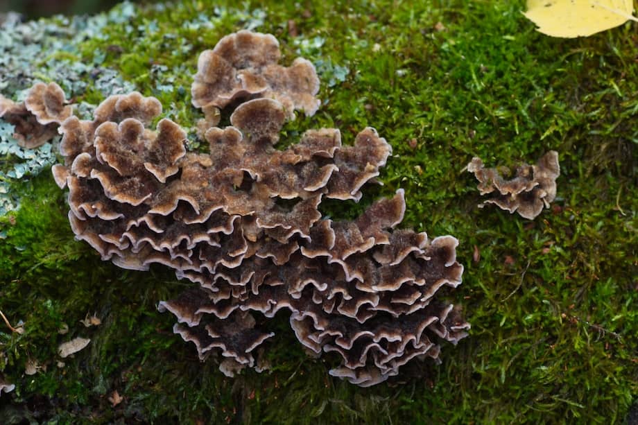 Se trata del primer caso de infección en un humano con un hongo Chondrostereum purpureum.