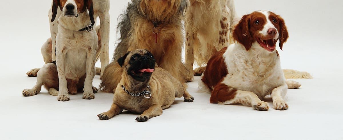 ¿Qué raza de perro eres segun tu signo zodiacal? Descúbrelo aquí