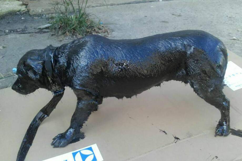 Así encontraron a "Petróleo". / Tomada del Facebook de Myriam Ortellado, coordinadora de Zoonosis Lanús.