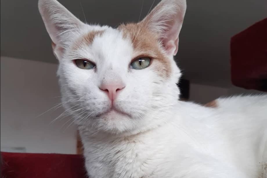 Macarrón es un gato tranquilo, cariñoso y juguetón. Tiene el pelaje blanco con manchas marrones y ojos verdes.