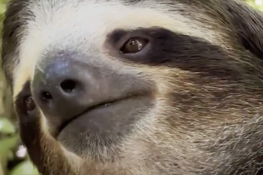 Ha conquistado el corazón de los usuarios en internet.